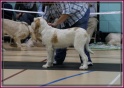 09-10-11 M GoodAsGold_IMG_1935 ISCGB Open